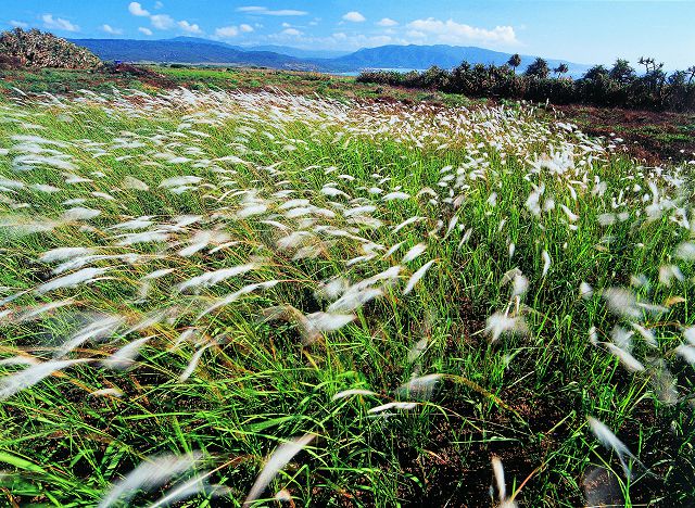 風吹白茅／墾管處提供